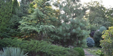 Jalovec v zahradním krajinném designu - nápady na design